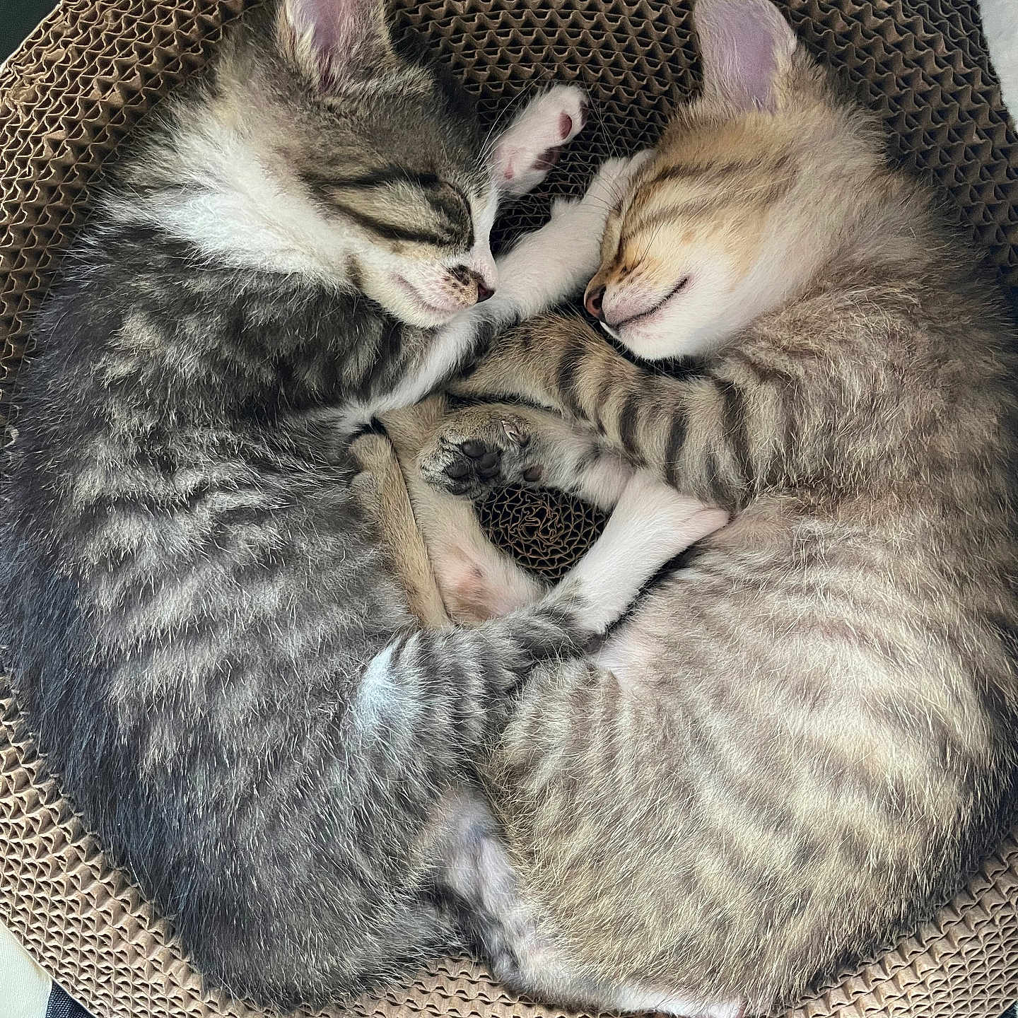 Princesse participe au concours pour gagner de l'argent avec cette photo : animal, bed, cat, closeup, companion, cozy, cuddle, cute, friendship, fur, indoor, kitten, napping, paw, pet, relax, sleeping, striped, tabby, whiskers