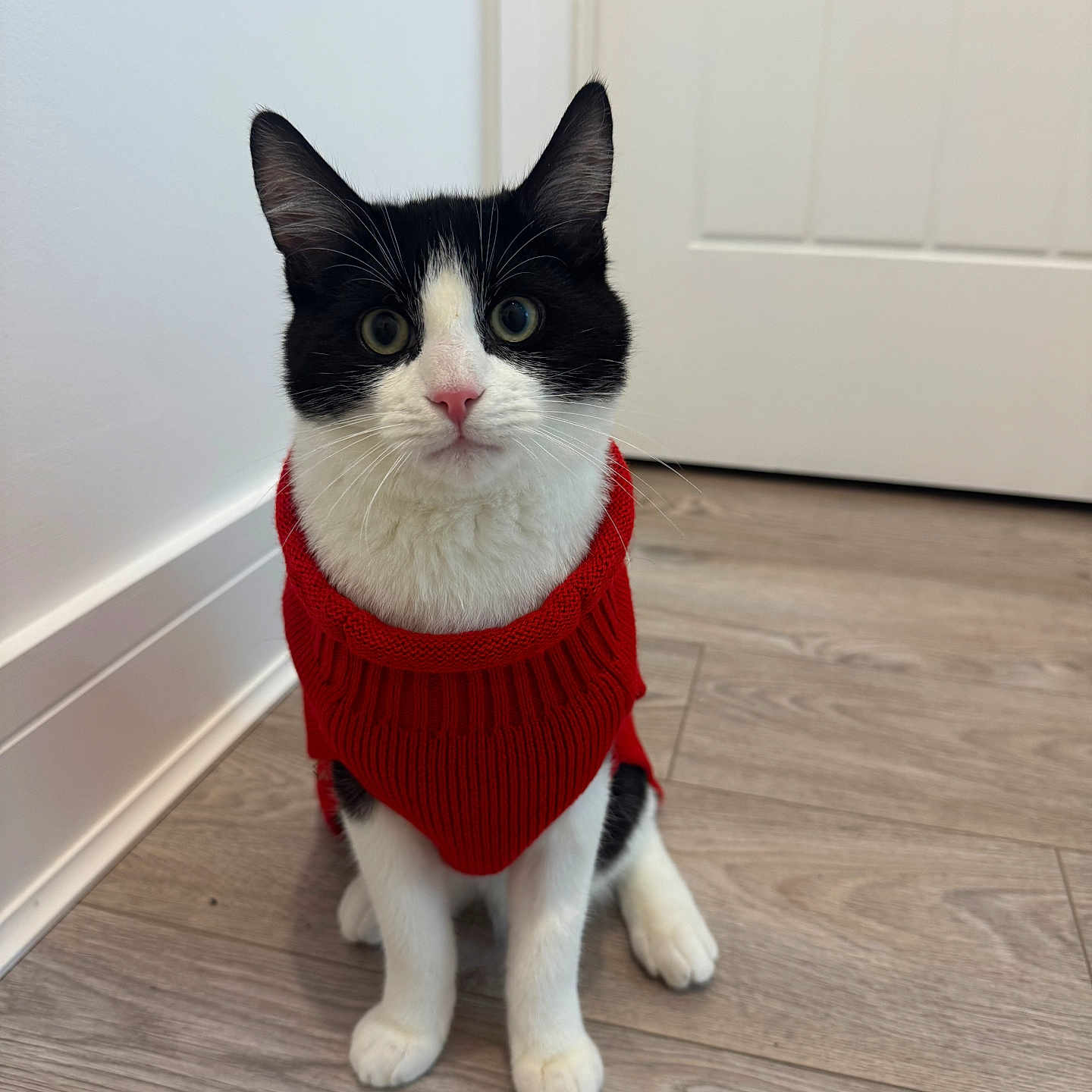 Jax is registered to the contest to win money with this photo: alert, animal, black_and_white, cat, cozy, curious_eyes, cute, domestic_cat, door, feline, fur, indoor, pet, pink_nose, portrait, red_sweater, sitting, still, whiskers, wooden_floor