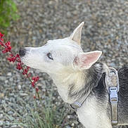 Nova is registered to the contest to win money with this photo: dog, husky, blue_eyes, sniffing, flower, red_flower, collar, harness, outdoor, nature, rocks, plant, curious, pet, animal, canine, closeup, side_view, fur, ears