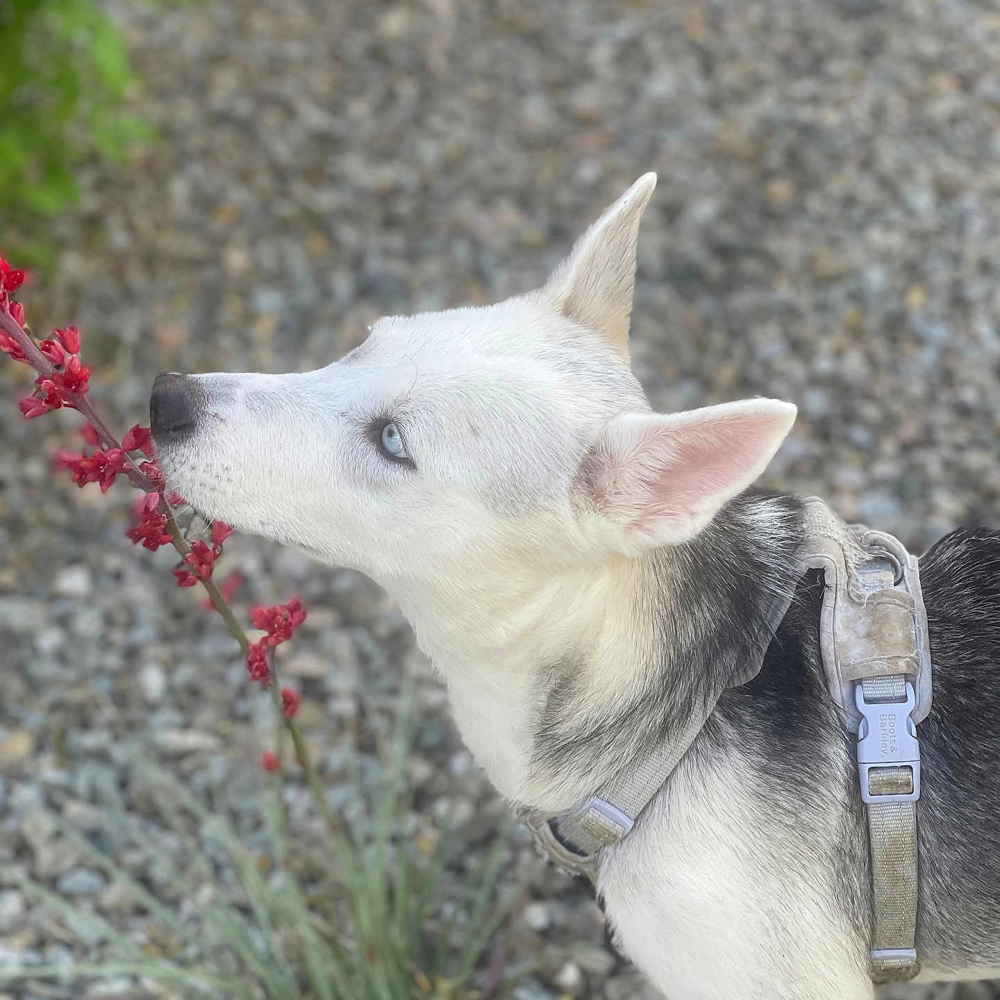 Nova is registered to the contest to win money with this photo: animal, blue_eyes, canine, closeup, collar, curious, dog, ears, flower, fur, harness, husky, nature, outdoor, pet, plant, red_flower, rocks, side_view, sniffing