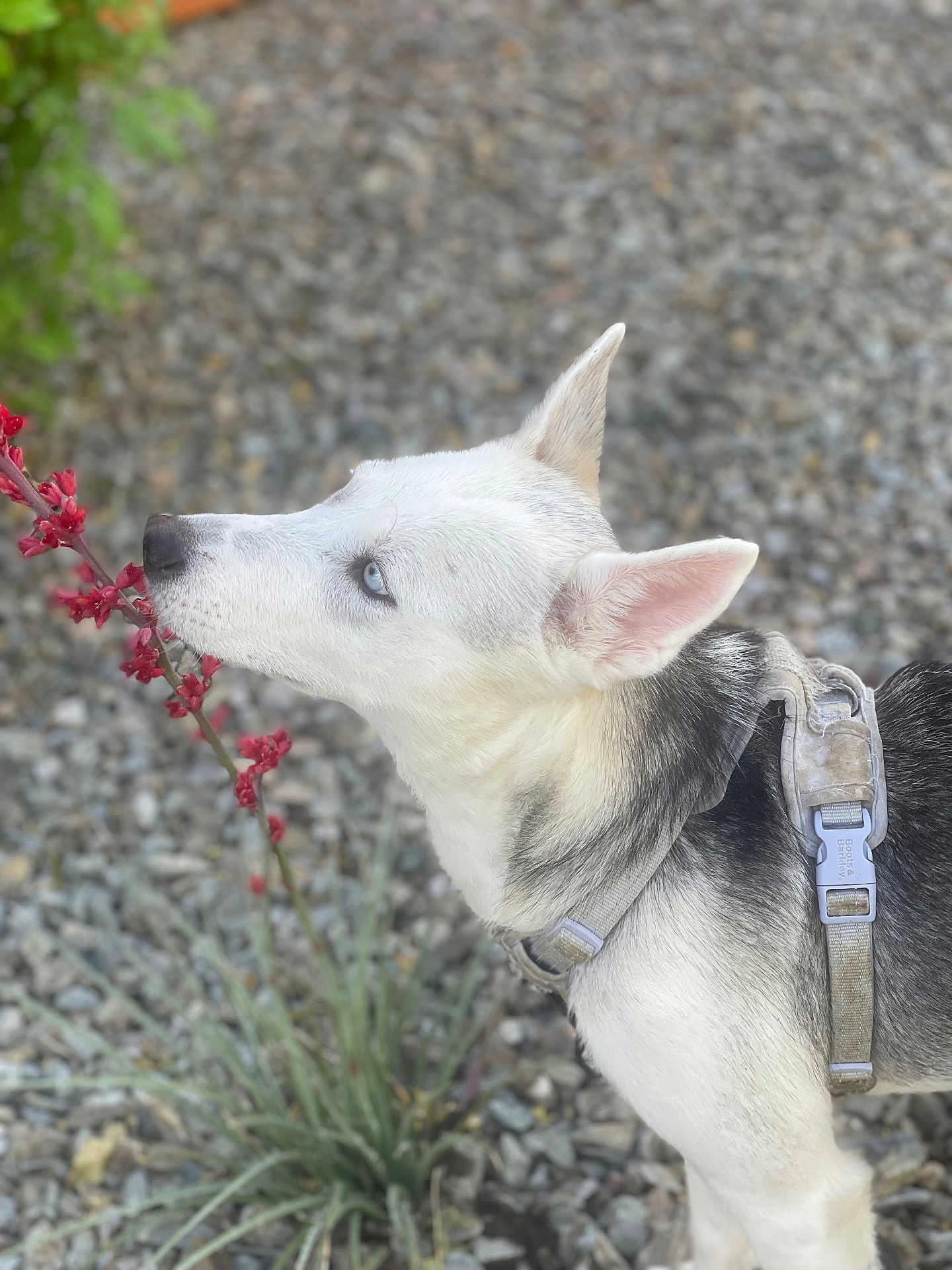 Nova is registered to the contest to win money with this photo: dog, husky, blue_eyes, sniffing, flower, red_flower, collar, harness, outdoor, nature, rocks, plant, curious, pet, animal, canine, closeup, side_view, fur, ears