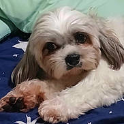 Cassy is registered to the contest to win money with this photo: dog, pet, fluffy, white_fur, brown_fur, small_dog, lying_down, paws, black_nose, brown_eyes, portrait, close_up, indoor, bed, blanket, blue_blanket, stars, relaxed, cute, animal
