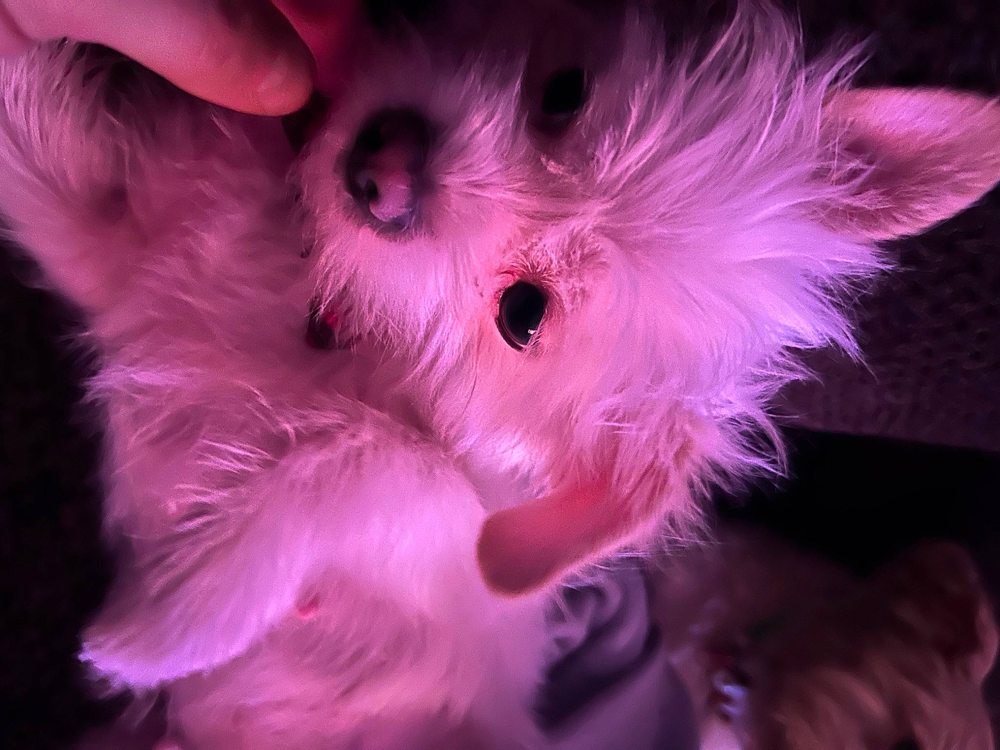 Minnie is registered to the contest to win money with this photo: art, darkness, electric_blue, event, fashion_accessory, feather, fur, macro_photography, magenta, pattern, paw, petal, pink, plant, purple, snout, toy, toy_dog, violet, whiskers