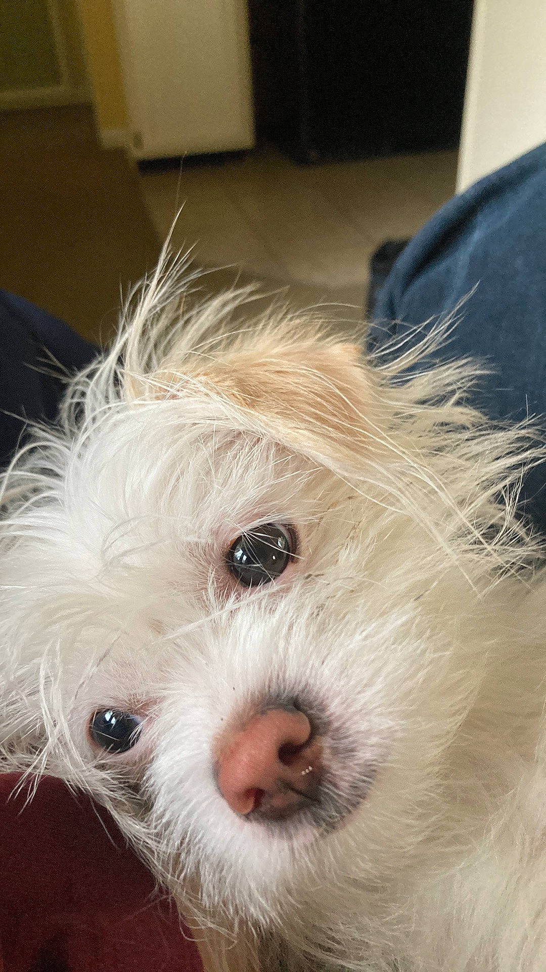 Minnie joined the competition — help win amazing prizes! canidae, carnivore, cockapoo, companion_dog, dog, dog_breed, ear, fur, hair, head, labradoodle, poodle_crossbreed, puppy_love, small_terrier, snout, sporting_group, terrier, toy_dog, whiskers, working_animal