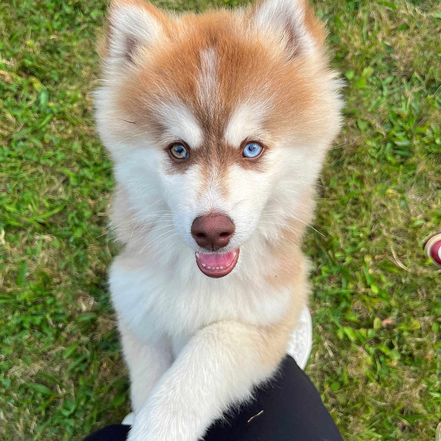 Voyou a rejoint le concours — aidez-le/la à gagner de superbes lots ! animal, ball, bodypart, canine, dog, eskimodog, football, grass, husky, lawn, mouth, pet, plant, puppy, soccer, soccerball, sport, tennis, tennisball, whitedog