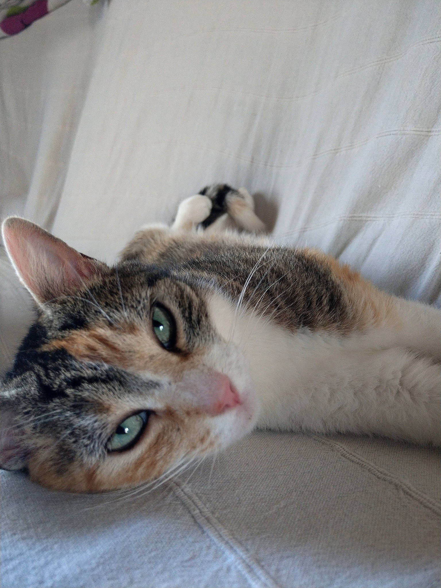 Ynna a rejoint le concours — aidez-le/la à gagner de superbes lots ! aegean_cat, cat, cat_like_mammal, domestic_short_haired_cat, dragon_li, european_shorthair, eye, fauna, fur, kitten, nose, organ, paw, skin, small_to_medium_sized_cats, snout, tabby_cat, whiskers