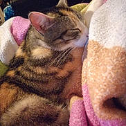 Ynna a rejoint le concours — aidez-le/la à gagner de superbes lots ! american_shorthair, bengal, cat, cat_like_mammal, domestic_short_haired_cat, dragon_li, ear, european_shorthair, fauna, fur, kitten, nap, paw, skin, small_to_medium_sized_cats, snout, tabby_cat, whiskers