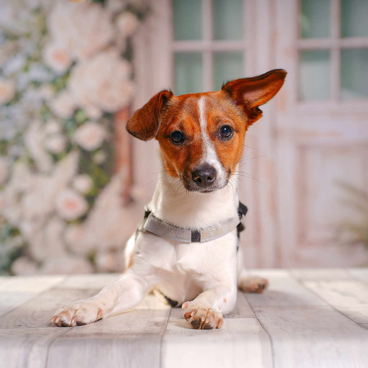 Simba participe au concours pour gagner de l'argent avec cette photo : animal, brown_and_white, closeup, collar, cute, dog, ears, eyes, floral_background, fur, indoor, looking_at_camera, nose, pet, portrait, puppy, sitting, small_dog, whiskers, wooden_floor