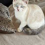 Maestro participe au concours pour gagner de l'argent avec cette photo : kitten, cat, blue_eyes, fur, pet, animal, cute, cozy, blanket, pillow, indoor, young, sitting, curled_tail, whiskers, soft_texture, relaxed, domestic, feline, closeup