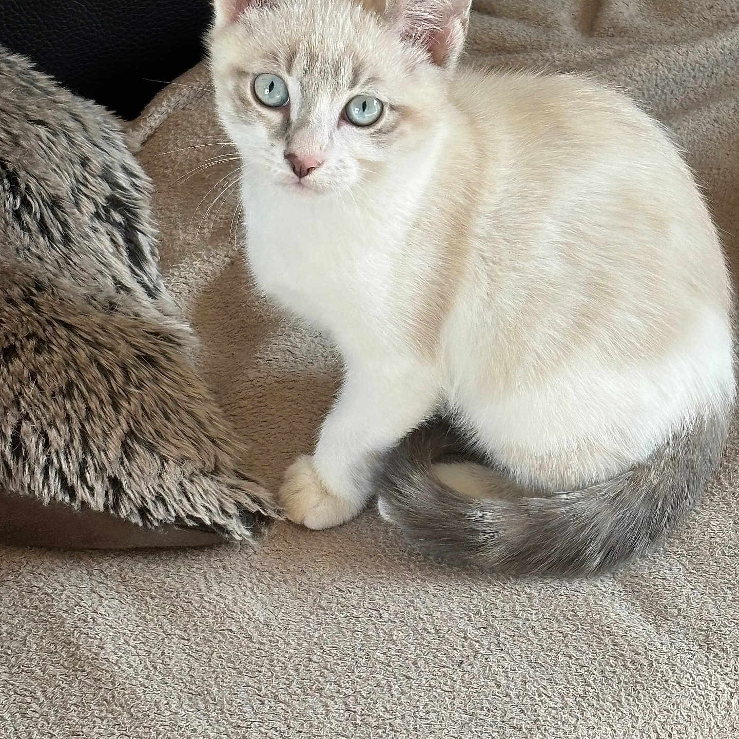 Maestro participe au concours pour gagner de l'argent avec cette photo : kitten, cat, blue_eyes, fur, pet, animal, cute, cozy, blanket, pillow, indoor, young, sitting, curled_tail, whiskers, soft_texture, relaxed, domestic, feline, closeup