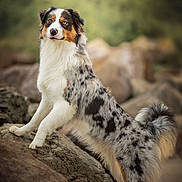 Vaïa participe au concours pour gagner de l'argent avec cette photo : dog, australian_shepherd, animal, pet, outdoor, rock, fur, portrait, standing, nature, mammal, alert, ears, tail, cute, eyes, canine, beautiful, photography, landscape