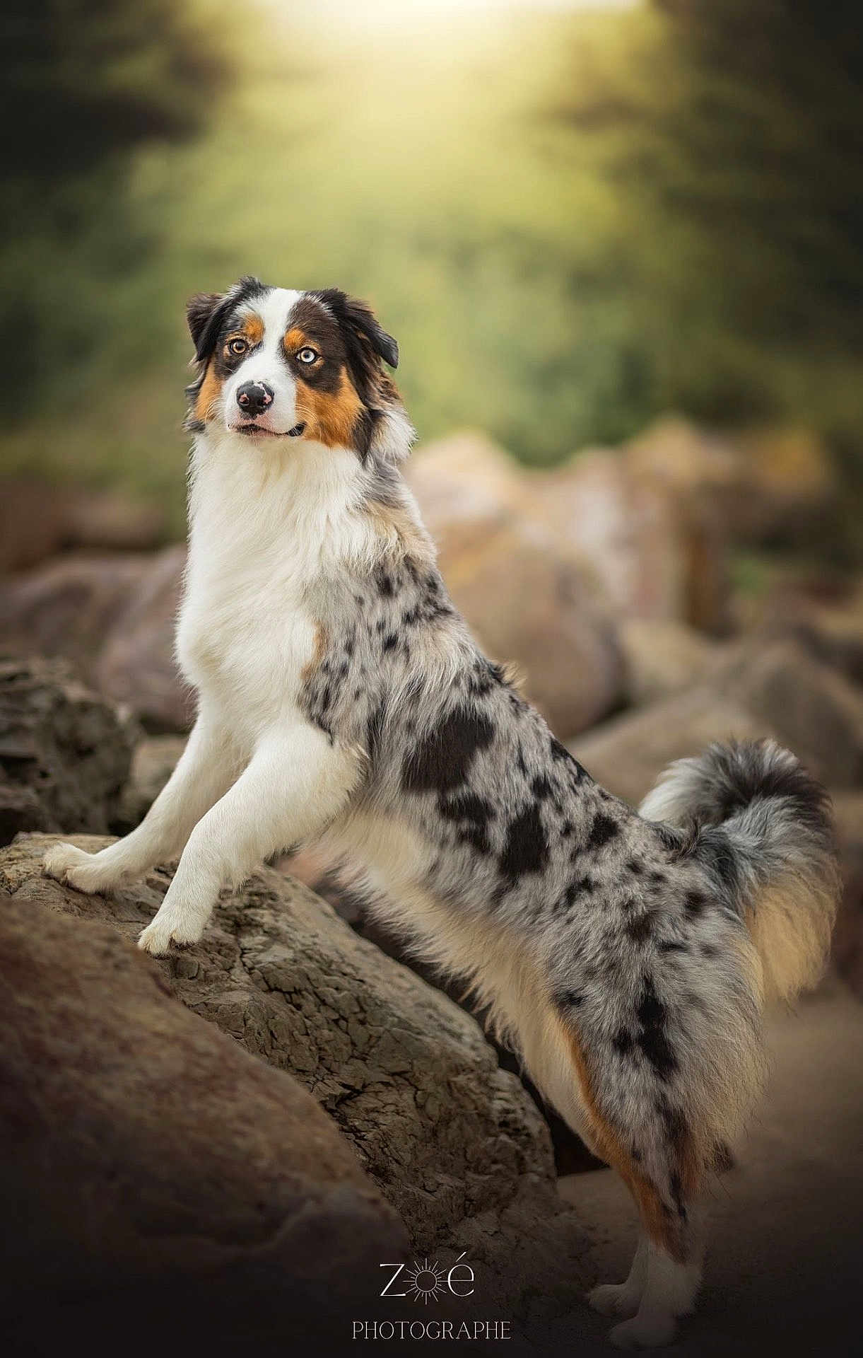 Vaïa participe au concours pour gagner de l'argent avec cette photo : dog, australian_shepherd, animal, pet, outdoor, rock, fur, portrait, standing, nature, mammal, alert, ears, tail, cute, eyes, canine, beautiful, photography, landscape