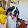 Louky a rejoint le concours — aidez-le/la à gagner de superbes lots ! dog, happy, tongue_out, toy, rubber_chicken, hand, indoor, fur, pet, smiling, brown_eyes, black_fur, white_fur, long_fur, nose, close_up, playing, relaxed, floor, person