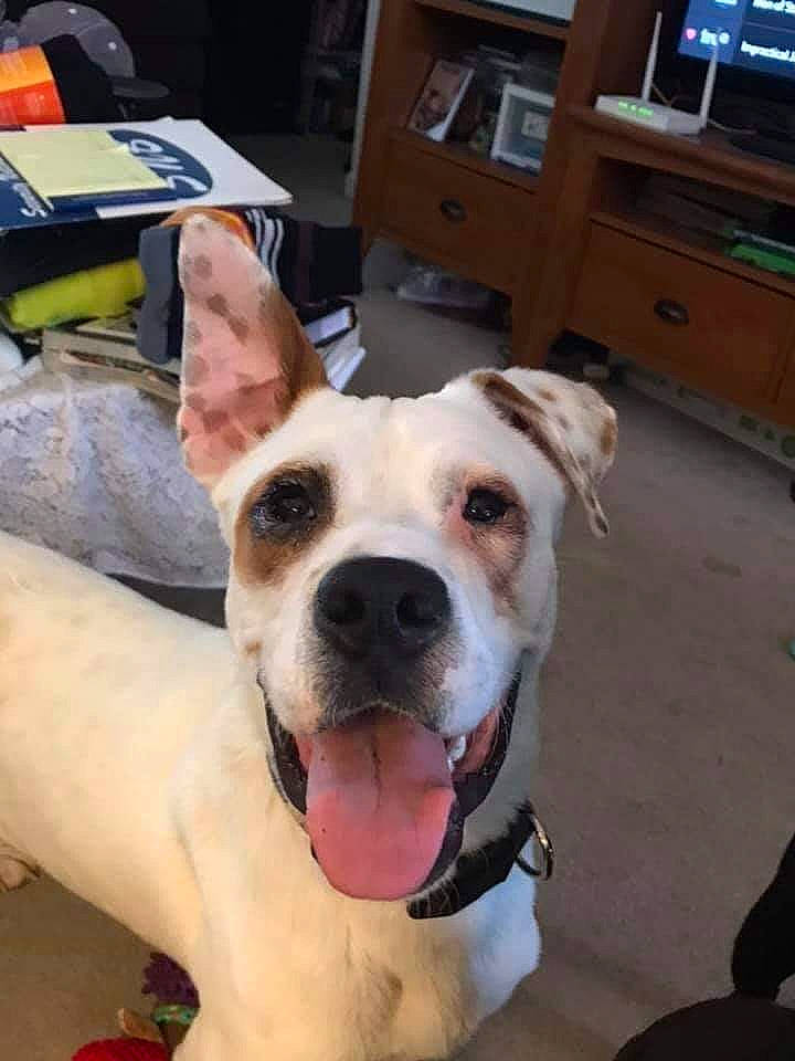 Flip Flop is registered to the contest to win money with this photo: cabinetry, canidae, carnivore, collar, companion_dog, dog, dog_breed, dog_collar, fawn, home_appliance, jaw, kitchen_appliance, leash, picture_frame, snout, sporting_group, television, whiskers, working_animal, wrinkle