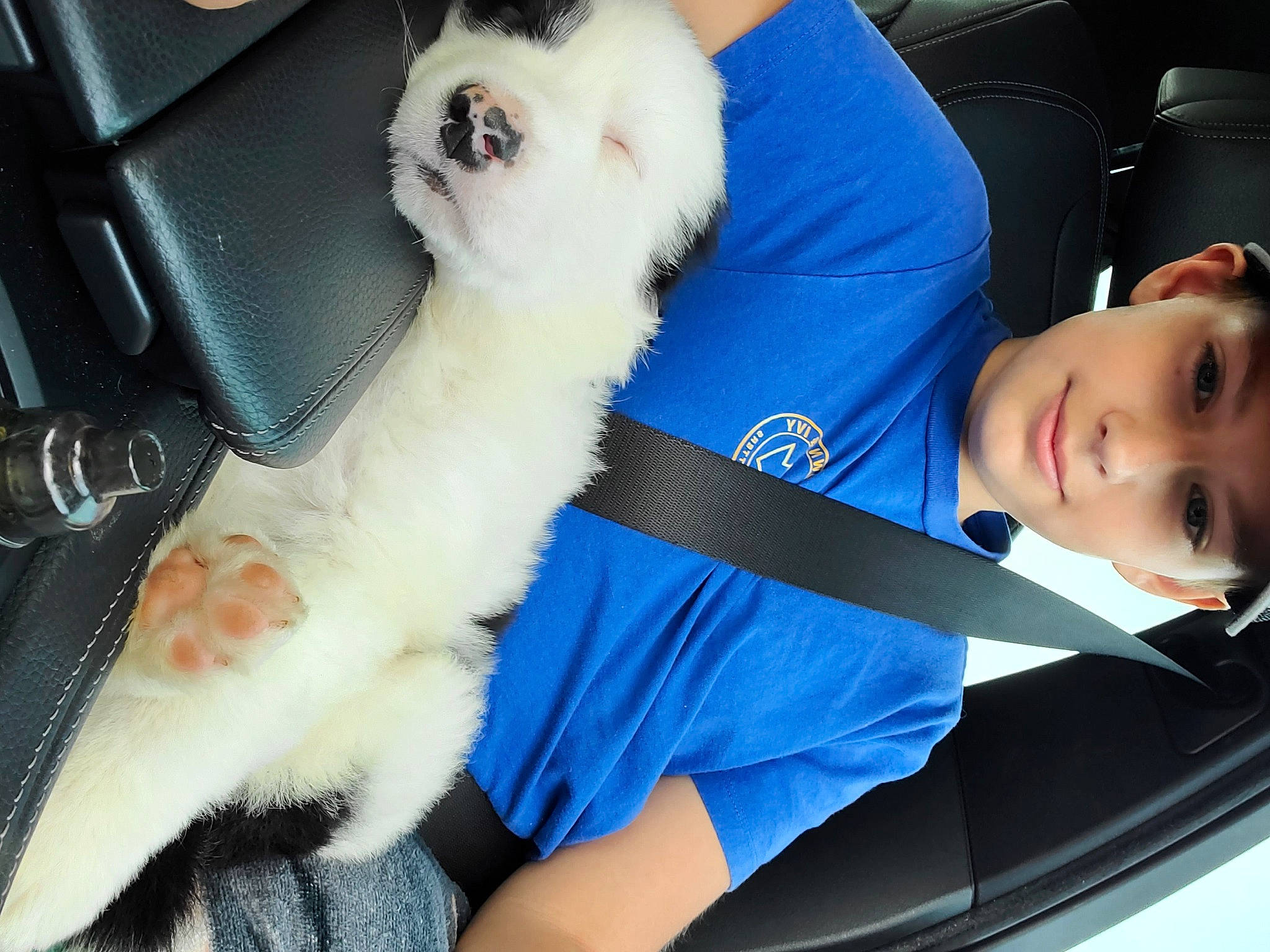 Toby Keith joined the competition — help win amazing prizes! auto_part, blue, carnivore, cat, comfort, companion_dog, dog, dog_breed, electric_blue, fawn, felidae, fur, lap, seat_belt, sitting, small_to_medium_sized_cats, snapshot, toddler, toy_dog, white