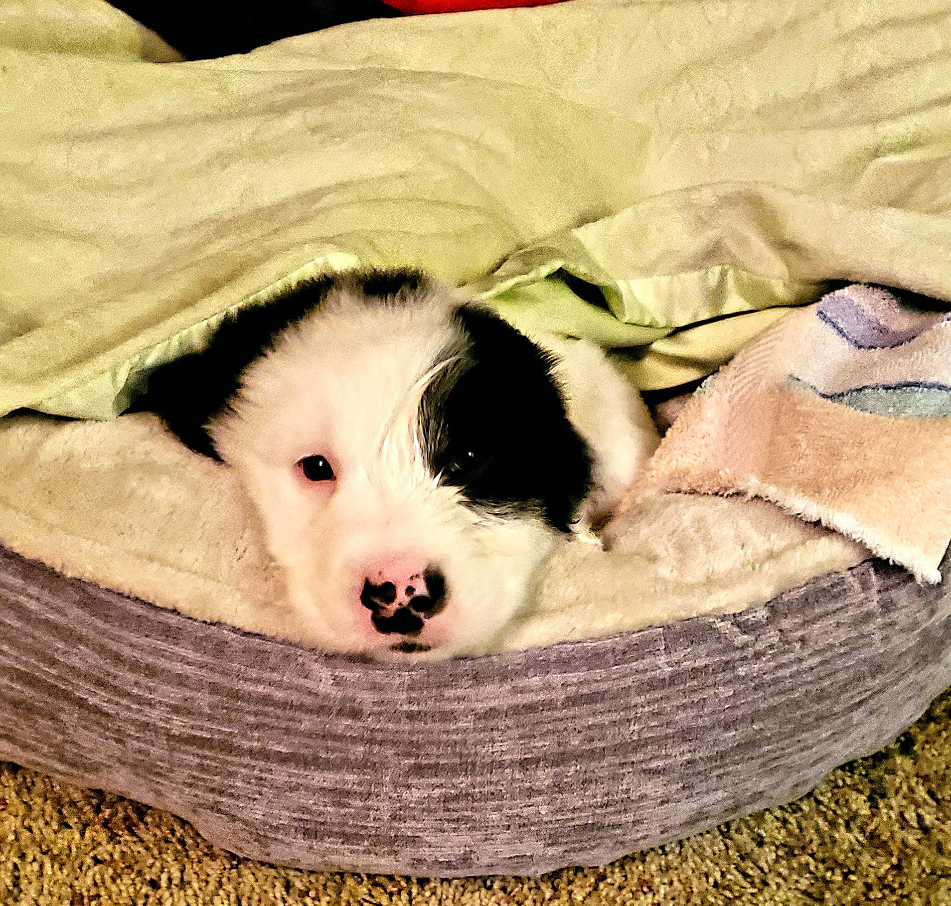 Toby Keith joined the competition — help win amazing prizes! basket, bored, canidae, carnivore, comfort, companion_dog, dog, dog_bed, dog_breed, dog_supply, fur, linens, nap, natural_material, non_sporting_group, pet_supply, snout, sporting_group, terrestrial_animal, working_animal