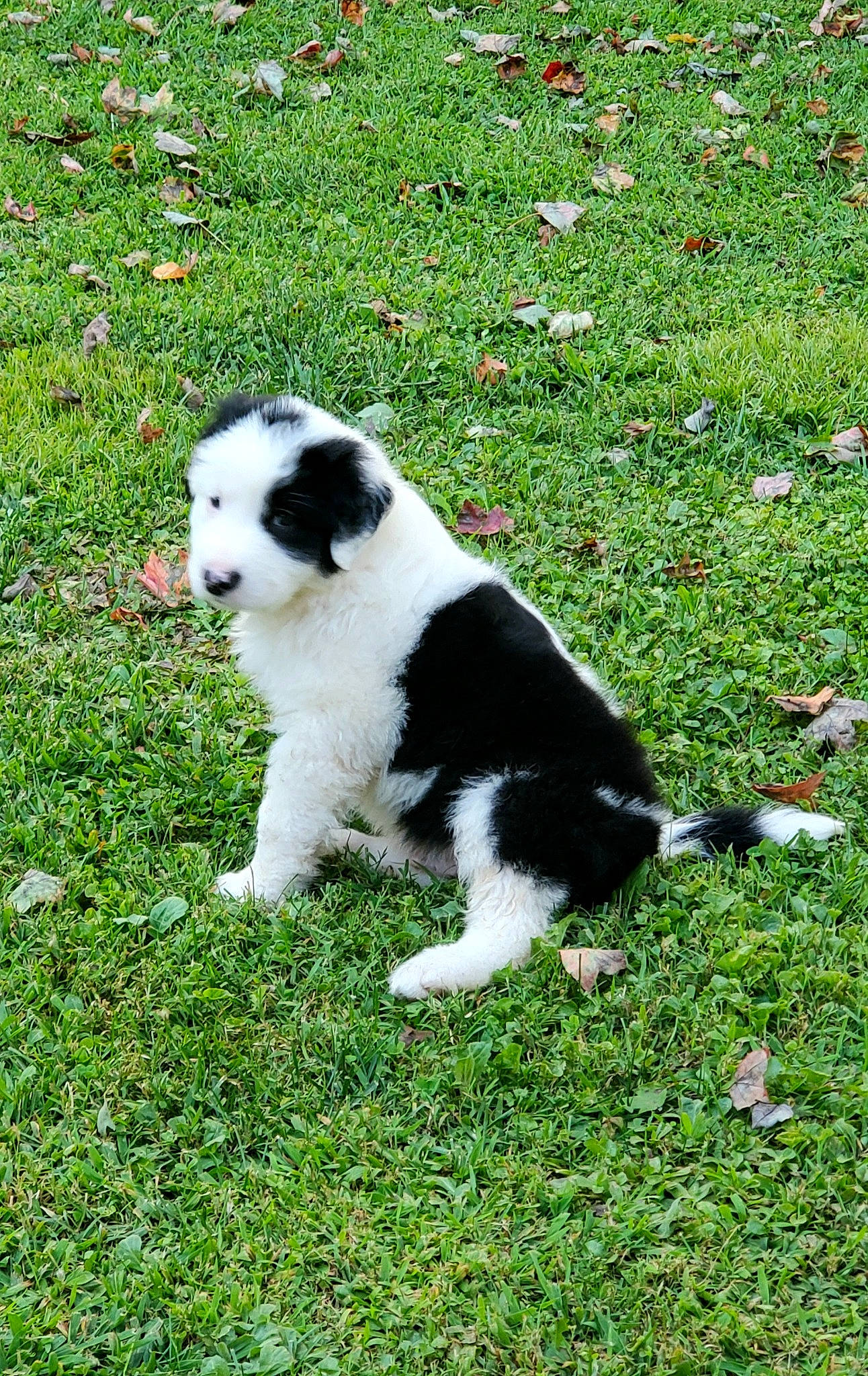 Toby Keith is registered to the contest to win money with this photo: canidae, carnivore, companion_dog, dog, dog_breed, fur, grass, grassland, groundcover, gun_dog, landseer, non_sporting_group, plant, snout, sporting_group, tail, terrestrial_animal, toy_dog, water_dog, working_dog