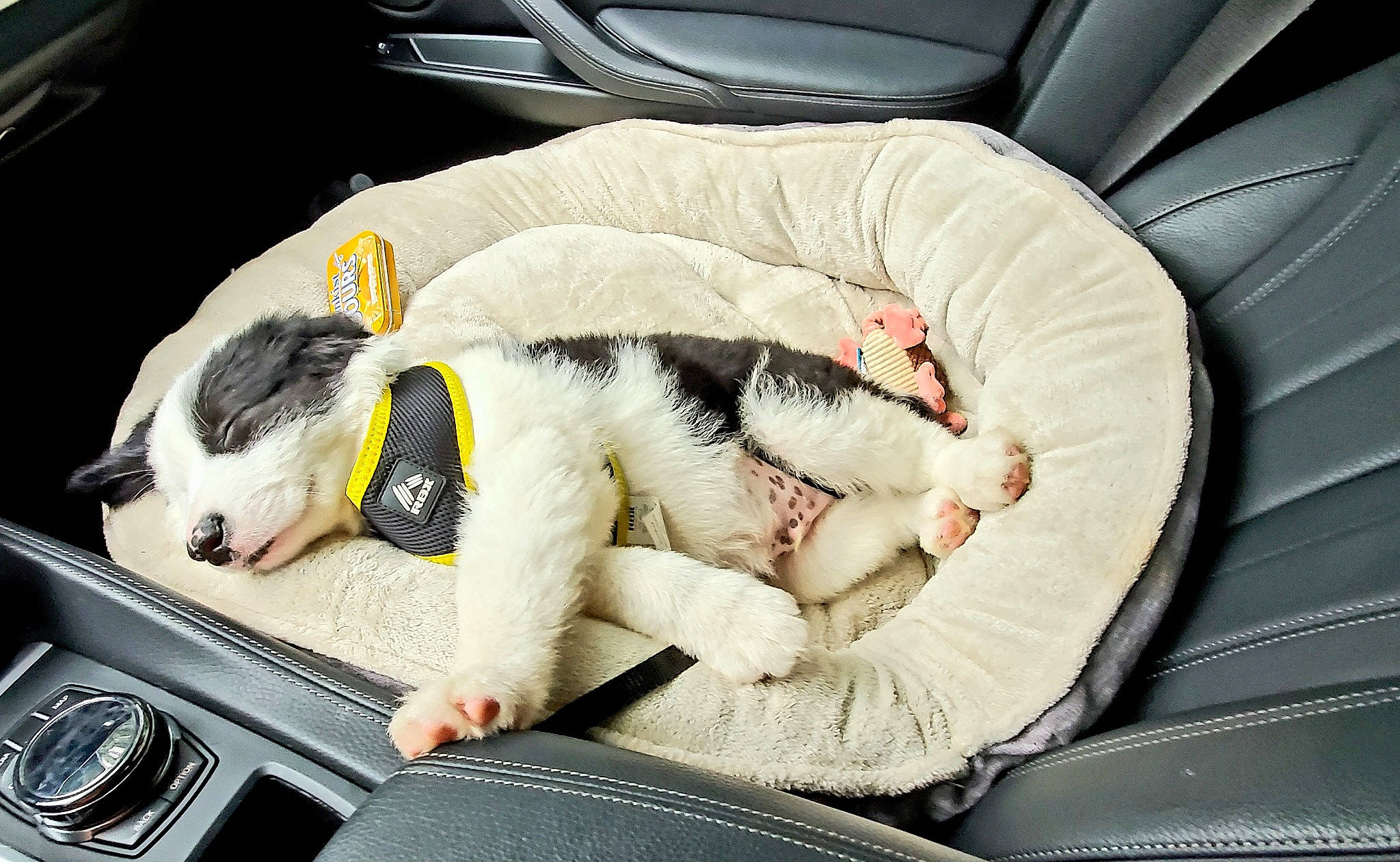 Toby Keith joined the competition — help win amazing prizes! auto_part, automotive_design, automotive_exterior, car, car_seat, car_seat_cover, comfort, companion_dog, family_car, fur, hood, luxury_vehicle, motor_vehicle, personal_luxury_car, steering_wheel, toy, vehicle, vehicle_door, white, window