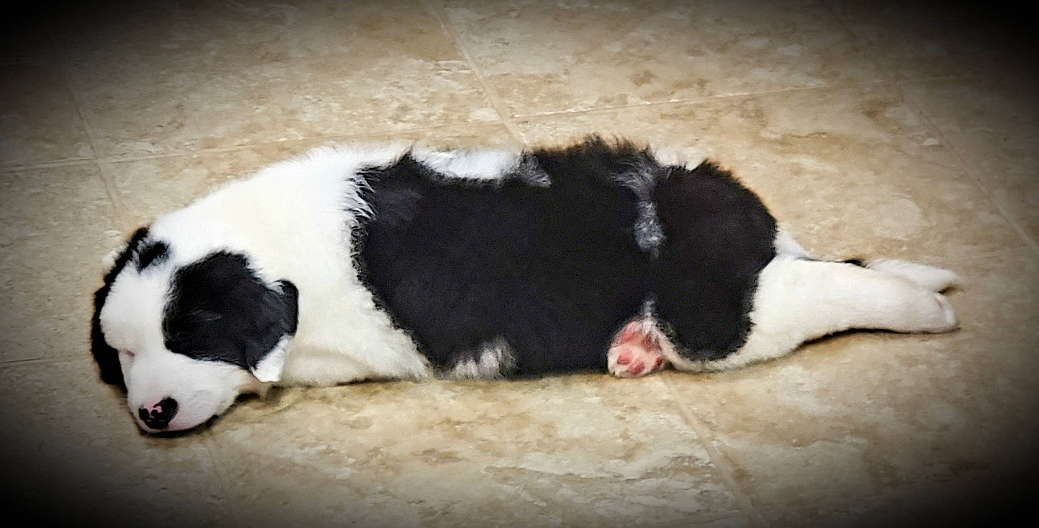 Toby Keith is registered to the contest to win money with this photo: canidae, carmine, carnivore, claw, comfort, companion_dog, dog, dog_breed, fur, landseer, nap, paw, snout, sporting_group, tail, terrestrial_animal, working_animal