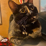 Korra joined the competition — help win amazing prizes! bell, cat, close_up, collar, cozy, curious, domestic_animal, fur, home_interior, indoor, laundry, pet_cat, portrait, reflection, shelf, sitting, tortoiseshell_cat, whiskers, window_sill, yellow_eyes