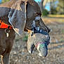 dog, animal, outdoor, nature, bird, pigeon, feathers, animal_collar, brown_dog, close_up, profile_view, wildlife, pet, hunting_dog, ground, daylight, blurred_background, muzzle, orange_collar, canine