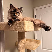 Tinkerbell is registered to the contest to win money with this photo: cat, pet, fluffy_cat, blue_eyes, long_fur, cat_tree, sisal_post, paws, lounging, relaxed, indoor, door, wall, curtain, portrait, close_up, furniture, calm, muzzle, whiskers