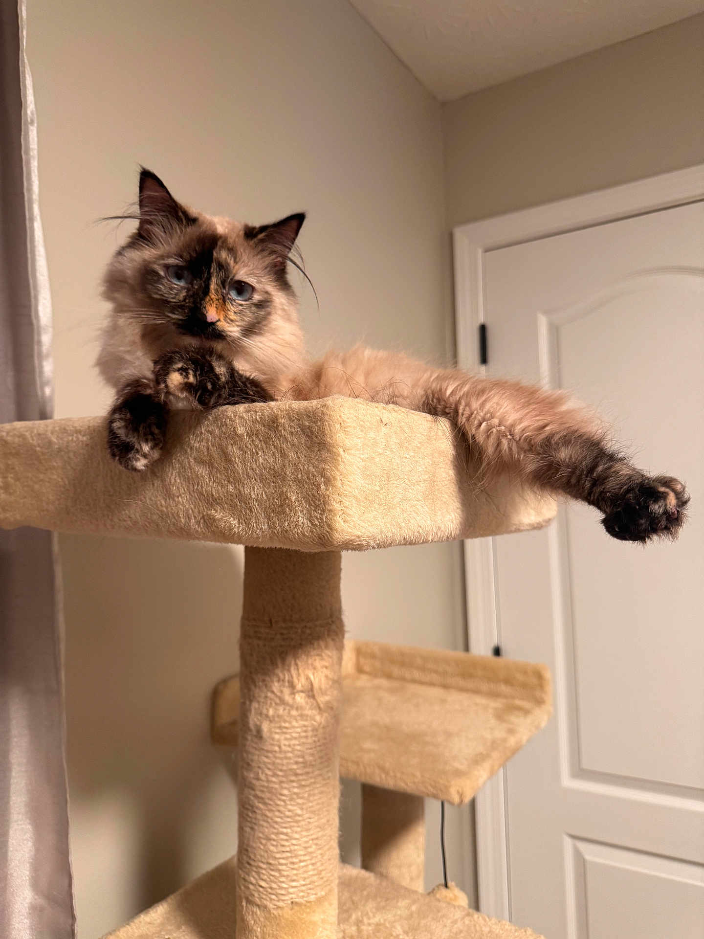 Tinkerbell is registered to the contest to win money with this photo: cat, pet, fluffy_cat, blue_eyes, long_fur, cat_tree, sisal_post, paws, lounging, relaxed, indoor, door, wall, curtain, portrait, close_up, furniture, calm, muzzle, whiskers