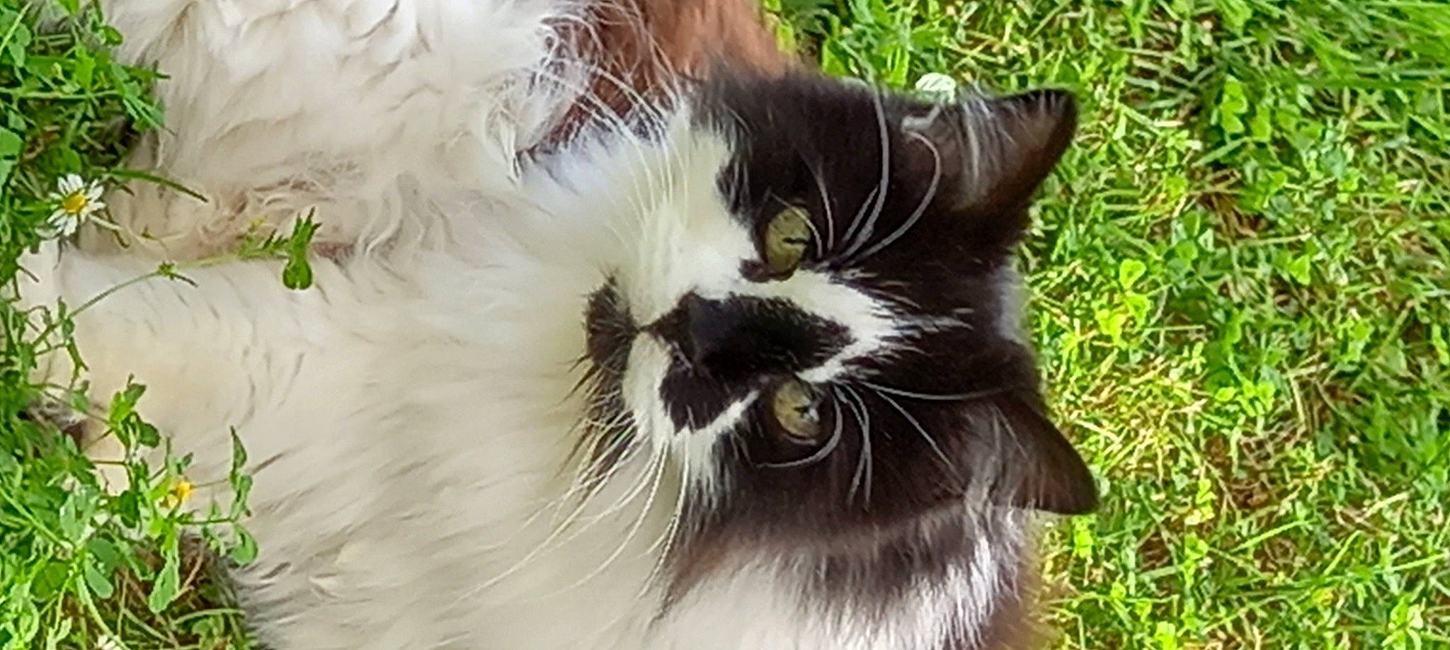 Chloe participe au concours pour gagner de l'argent avec cette photo : black_cat, carnivore, cat, claw, domestic_short_haired_cat, fang, fashion_accessory, felidae, flowering_plant, fur, grass, plant, small_to_medium_sized_cats, snout, tail, terrestrial_animal, whiskers, wildlife, window