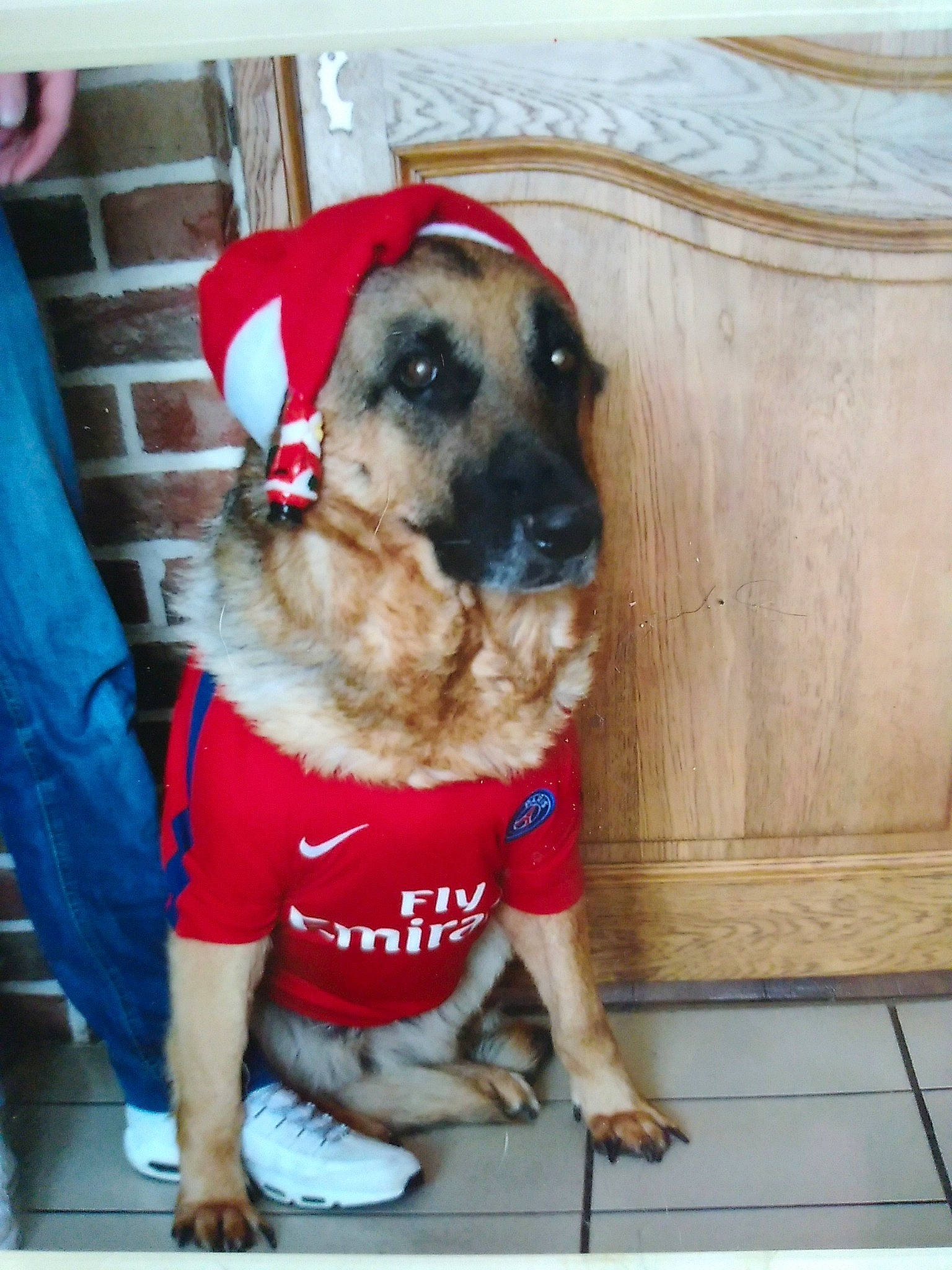 Gessie a rejoint le concours — aidez-le/la à gagner de superbes lots ! canidae, carnivore, companion_dog, dog, dog_breed, fawn, mammal, snout, sporting_group, vertebrate