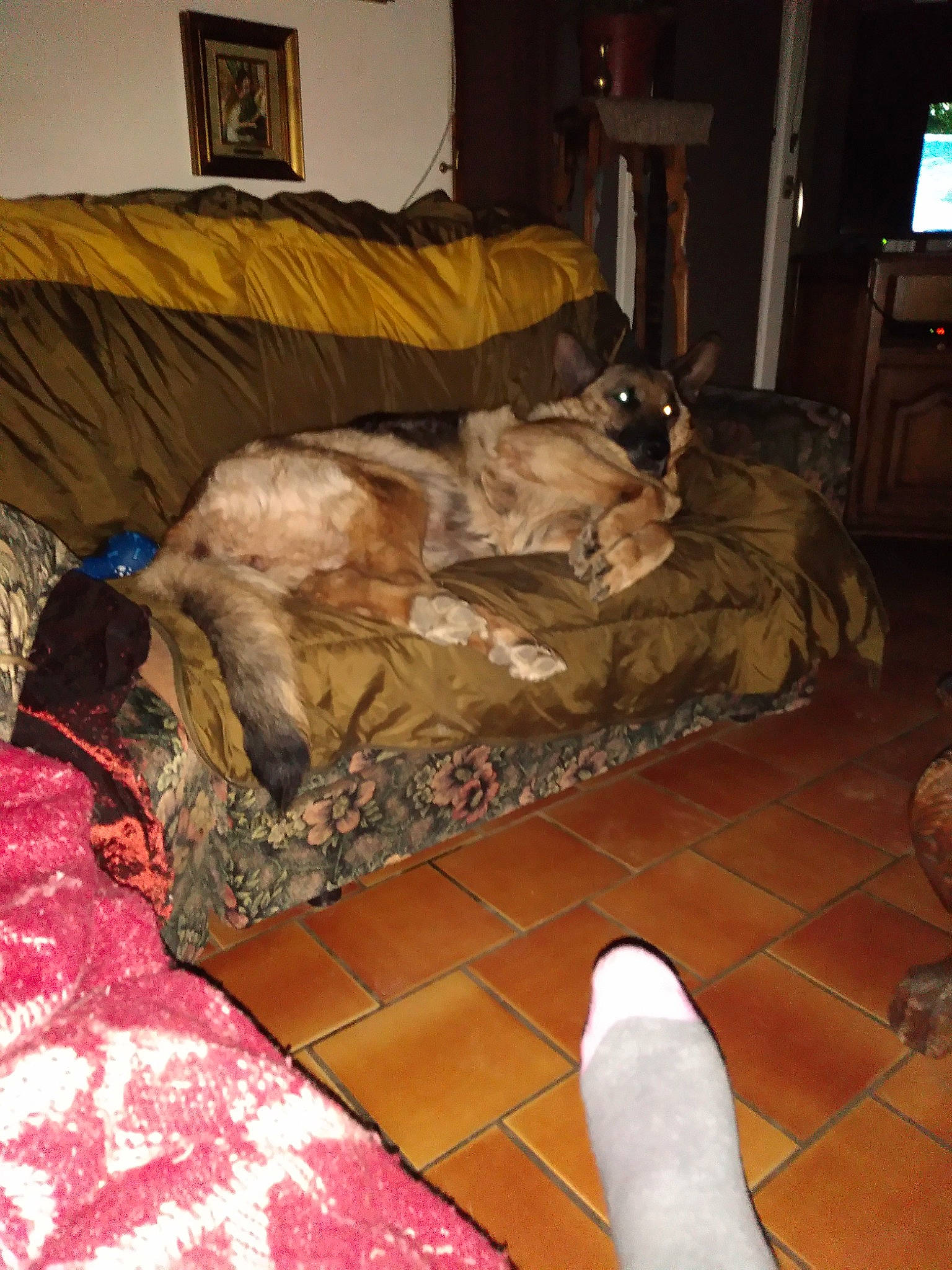 Gessie participe au concours pour gagner de l'argent avec cette photo : canidae, carnivore, dog_breed, floor, room, sporting_group