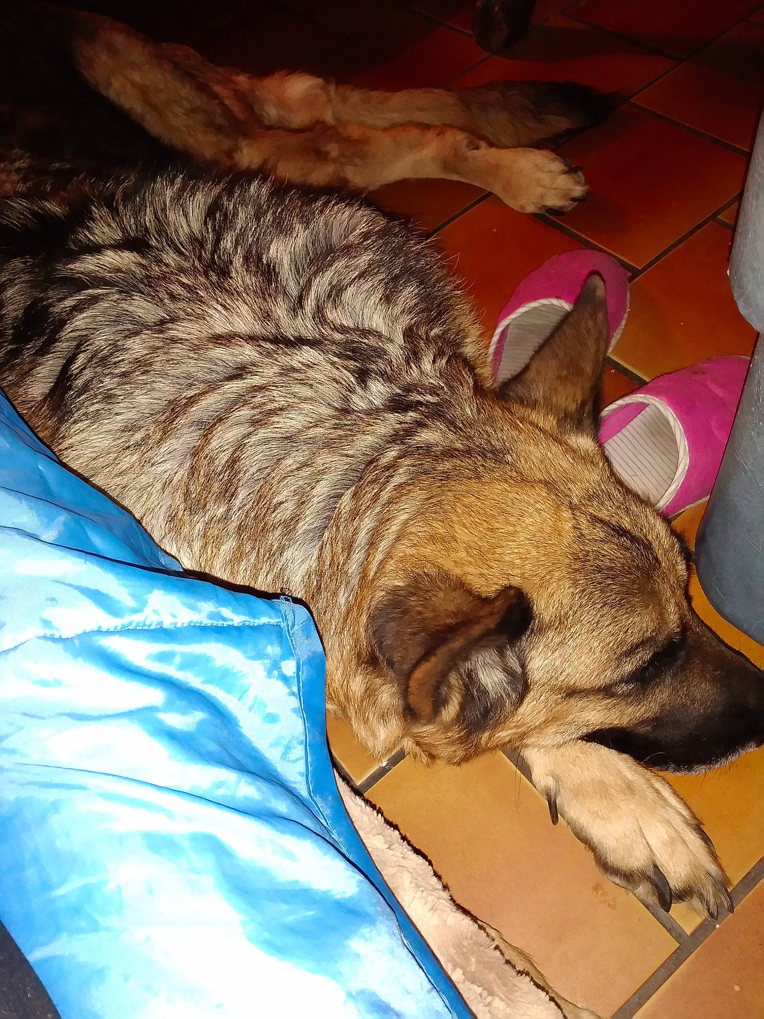 Gessie participe au concours pour gagner de l'argent avec cette photo : canidae, carnivore, cat, dog, dog_breed, european_shorthair, fawn, felidae, mammal, nap, sleep, small_to_medium_sized_cats, vertebrate, whiskers, wolfdog