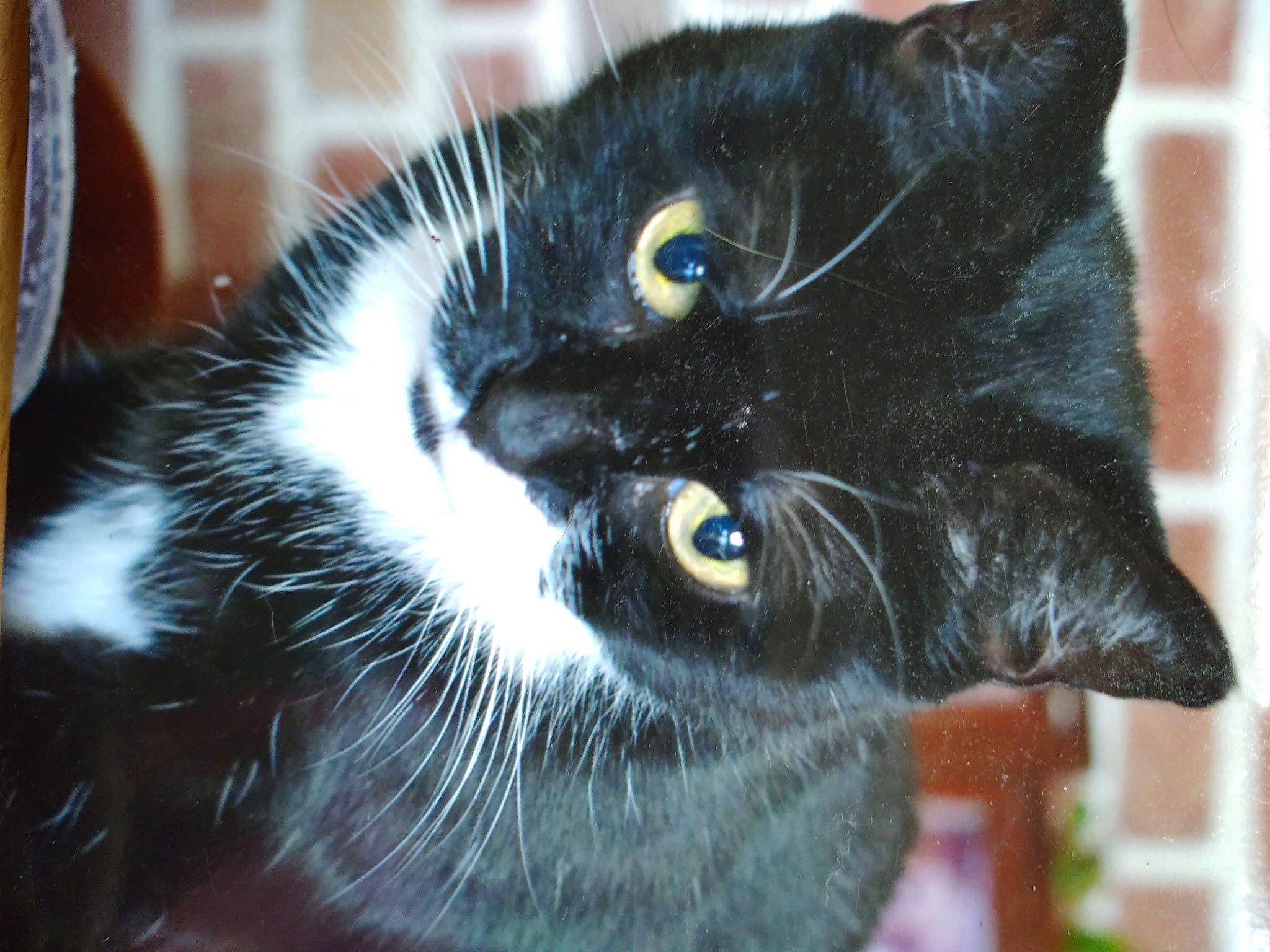 Minuit a rejoint le concours — aidez-le/la à gagner de superbes lots ! asian, black, black_cat, carnivore, cat, close_up, domestic_short_haired_cat, ear, european_shorthair, eye, felidae, fur, iris, kitten, polydactyl_cat, small_to_medium_sized_cats, snout, whiskers