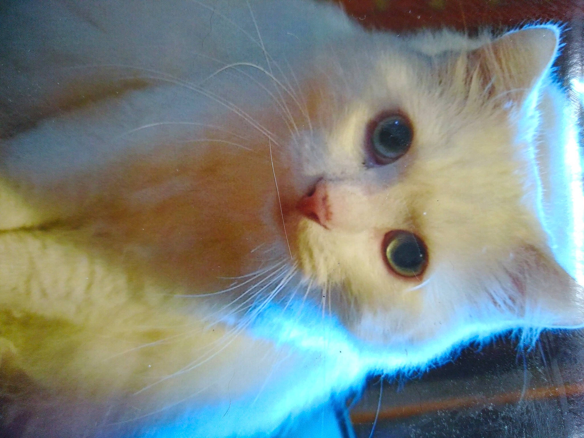 Lucky a rejoint le concours — aidez-le/la à gagner de superbes lots ! carnivore, cat, close_up, eye, fawn, felidae, fur, iris, khao_manee, kitten, mammal, nose, ojos_azules, persian, skin, small_to_medium_sized_cats, snout, turkish_angora, turkish_van, whiskers