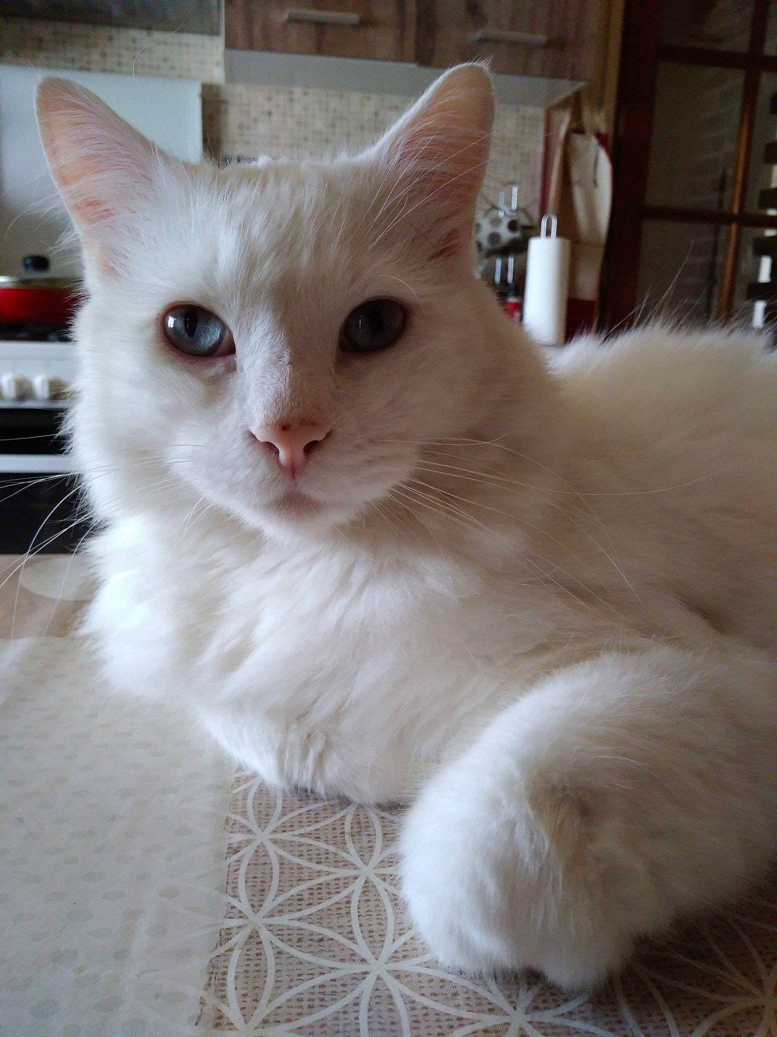 Lucky participe au concours pour gagner de l'argent avec cette photo : asian, asian_semi_longhair, british_semi_longhair, burmilla, carnivore, cat, colorpoint_shorthair, domestic_long_haired_cat, eye, felidae, javanese, khao_manee, mammal, norwegian_forest_cat, ragdoll, small_to_medium_sized_cats, turkish_angora, turkish_van, vertebrate, whiskers