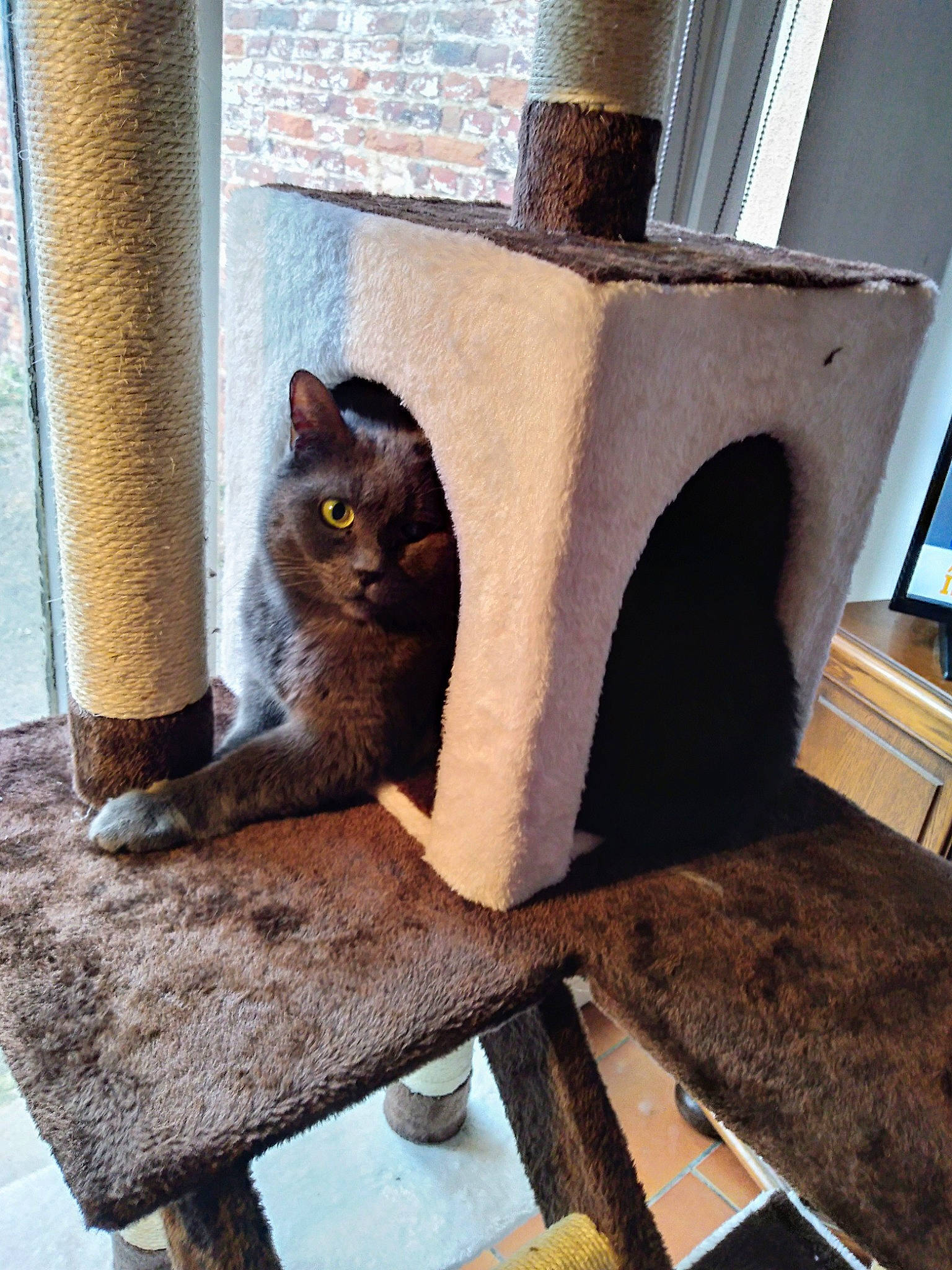 Choupette participe au concours pour gagner de l'argent avec cette photo : british_shorthair, carnivore, cat, cat_furniture, chartreux, domestic_short_haired_cat, european_shorthair, fawn, felidae, russian_blue, small_to_medium_sized_cats, whiskers, wood