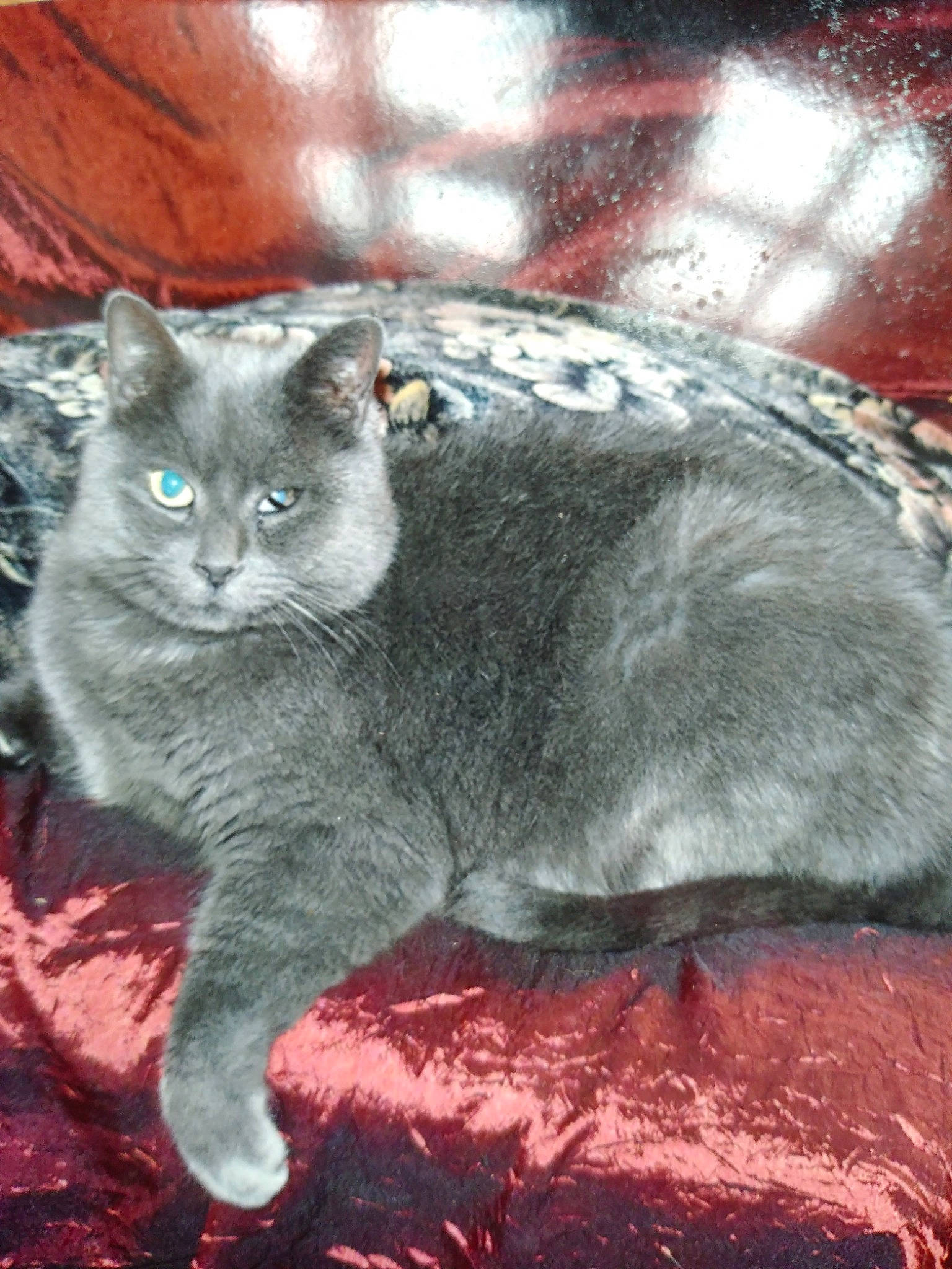 Choupette a rejoint le concours — aidez-le/la à gagner de superbes lots ! asian, british_shorthair, carnivore, cat, chartreux, domestic_short_haired_cat, felidae, korat, mammal, nebelung, russian_blue, small_to_medium_sized_cats, vertebrate, whiskers