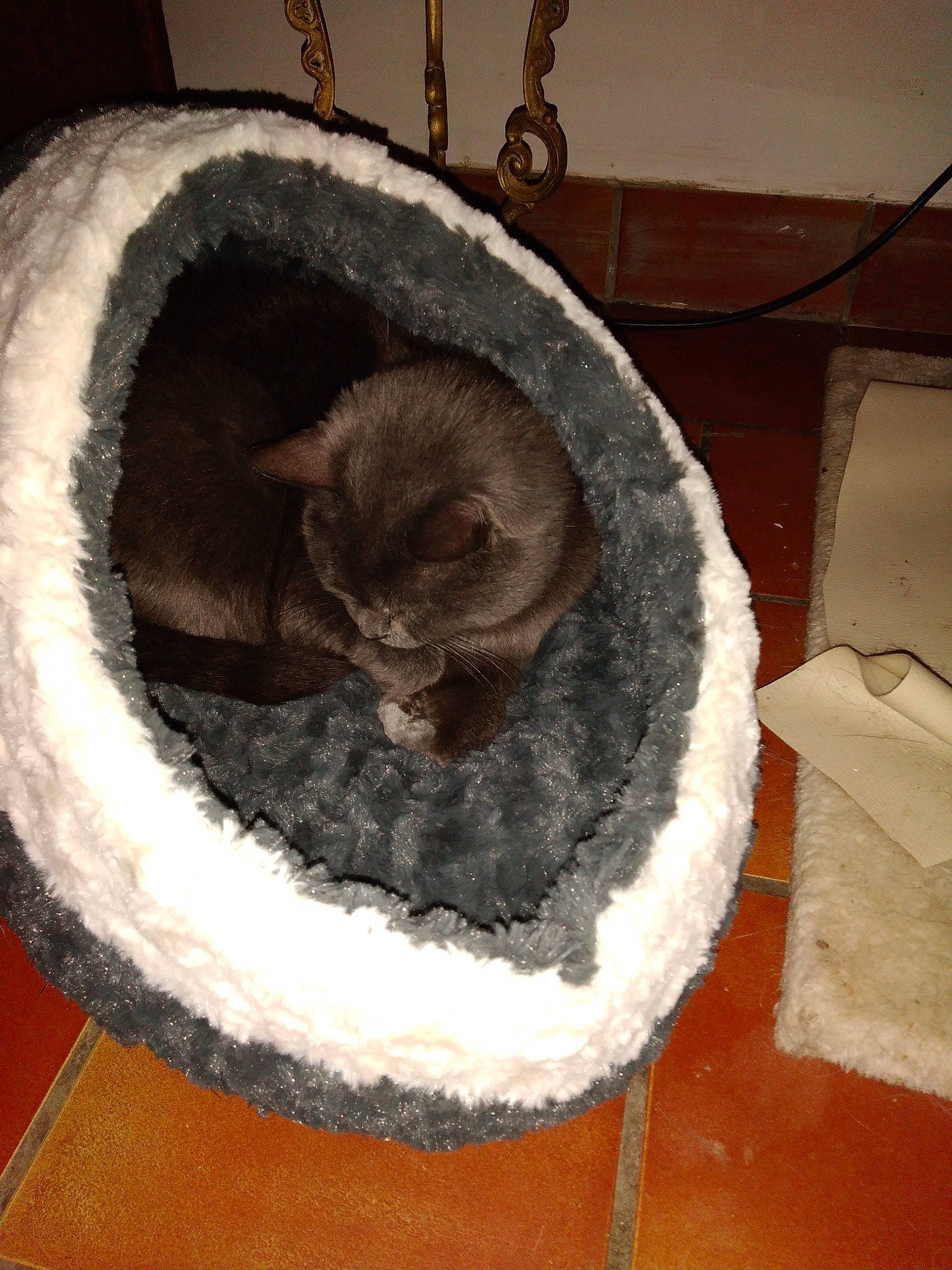 Choupette a rejoint le concours — aidez-le/la à gagner de superbes lots ! cat, cat_bed, chinchilla, fur, small_to_medium_sized_cats