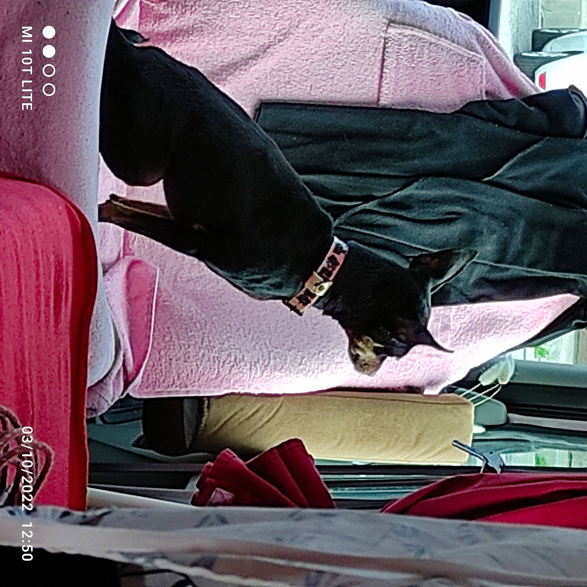 Bella participe au concours pour gagner de l'argent avec cette photo : carmine, carnivore, comfort, companion_dog, couch, dog, human_leg, knee, linens, magenta, red, room, sitting, sleeve, sporting_group, sportswear, textile, thigh, tints_and_shades, wrist