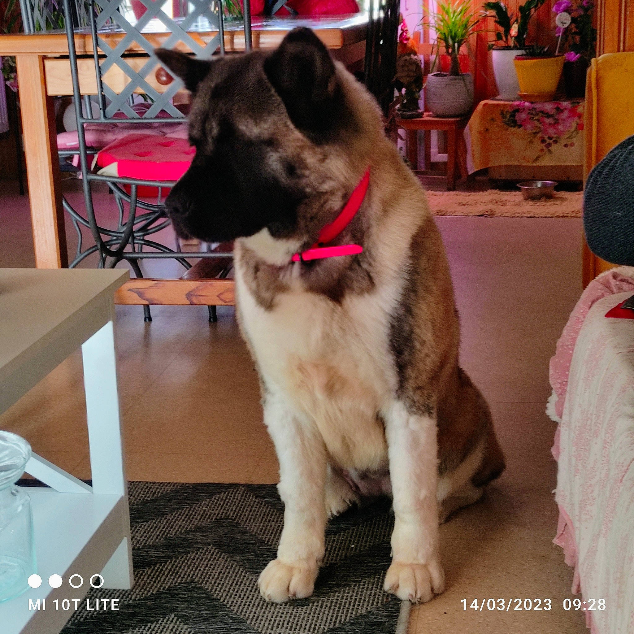 Chacha participe au concours pour gagner de l'argent avec cette photo : canidae, carnivore, chair, collar, companion_dog, dog, dog_breed, dog_collar, event, fawn, flooring, fur, houseplant, pet_supply, plant, snout, sporting_group, table, tail, working_animal