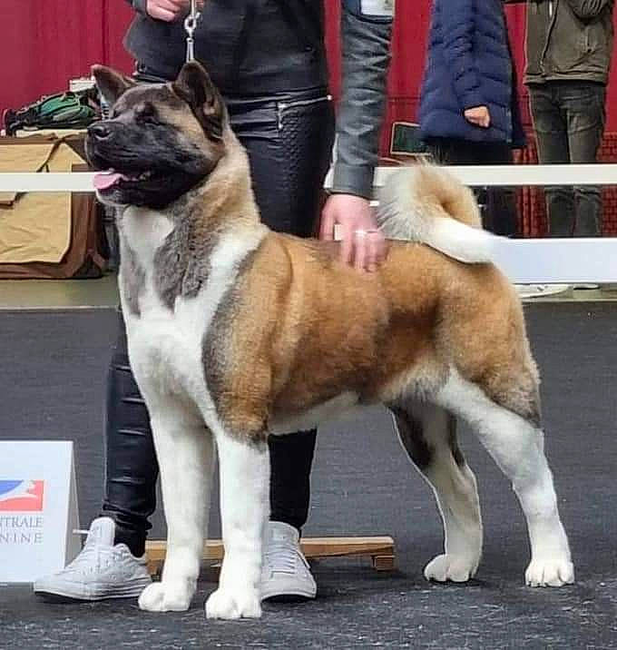 Chacha participe au concours pour gagner de l'argent avec cette photo : ancient_dog_breeds, box, canidae, carnivore, collar, companion_dog, dog, dog_breed, dog_collar, fawn, fur, giant_dog_breed, herding_dog, non_sporting_group, pet_supply, snout, sporting_group, tail, working_animal, working_dog