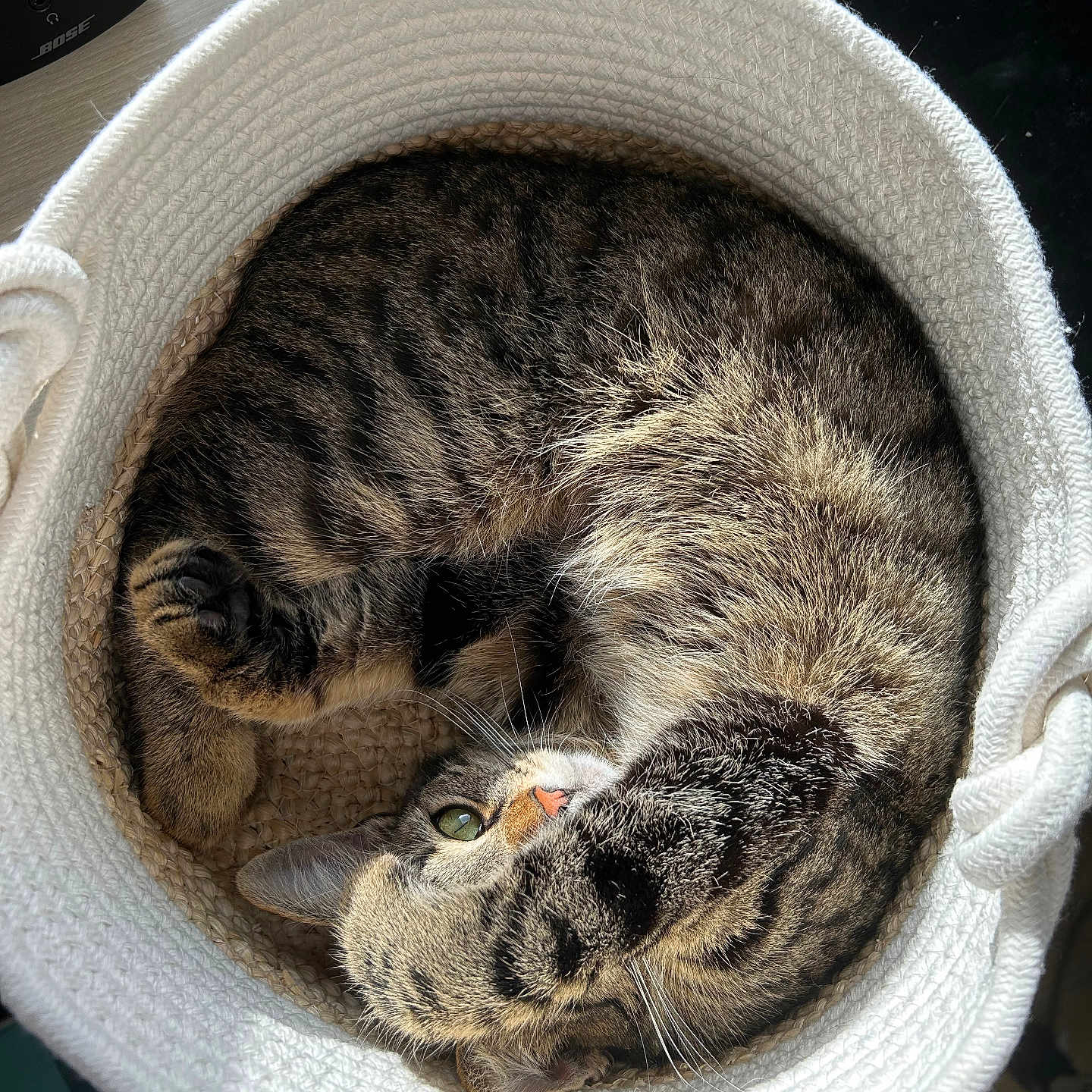 Scia a rejoint le concours — aidez-le/la à gagner de superbes lots ! abyssinian, animal, architecture, armchair, basket, bed, building, cat, chair, clothing, couch, furniture, hat, indoors, kitten, livingroom, manx, person, pet, sleeping