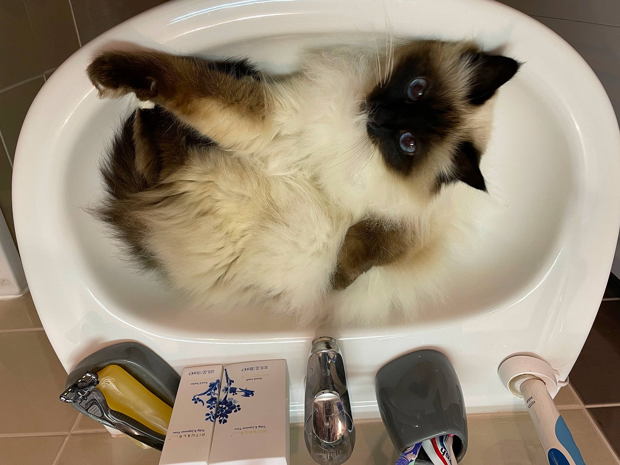Nala a rejoint le concours — aidez-le/la à gagner de superbes lots ! balinese, birman, box, carnivore, cat, eyewear, fawn, felidae, fur, goggles, packaging_and_labeling, personal_protective_equipment, siamese, small_to_medium_sized_cats, snout, sunglasses, tableware, tail, thai, whiskers