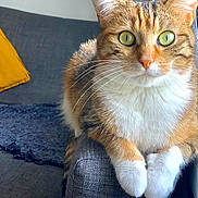 Luna a rejoint le concours — aidez-le/la à gagner de superbes lots ! cat, tabby, green_eyes, white_paws, couch, gray_fabric, yellow_pillow, indoor, cozy, pet, feline, whiskers, curious, sitting, close_up, soft_light, furry, relaxed, domestic_animal, household