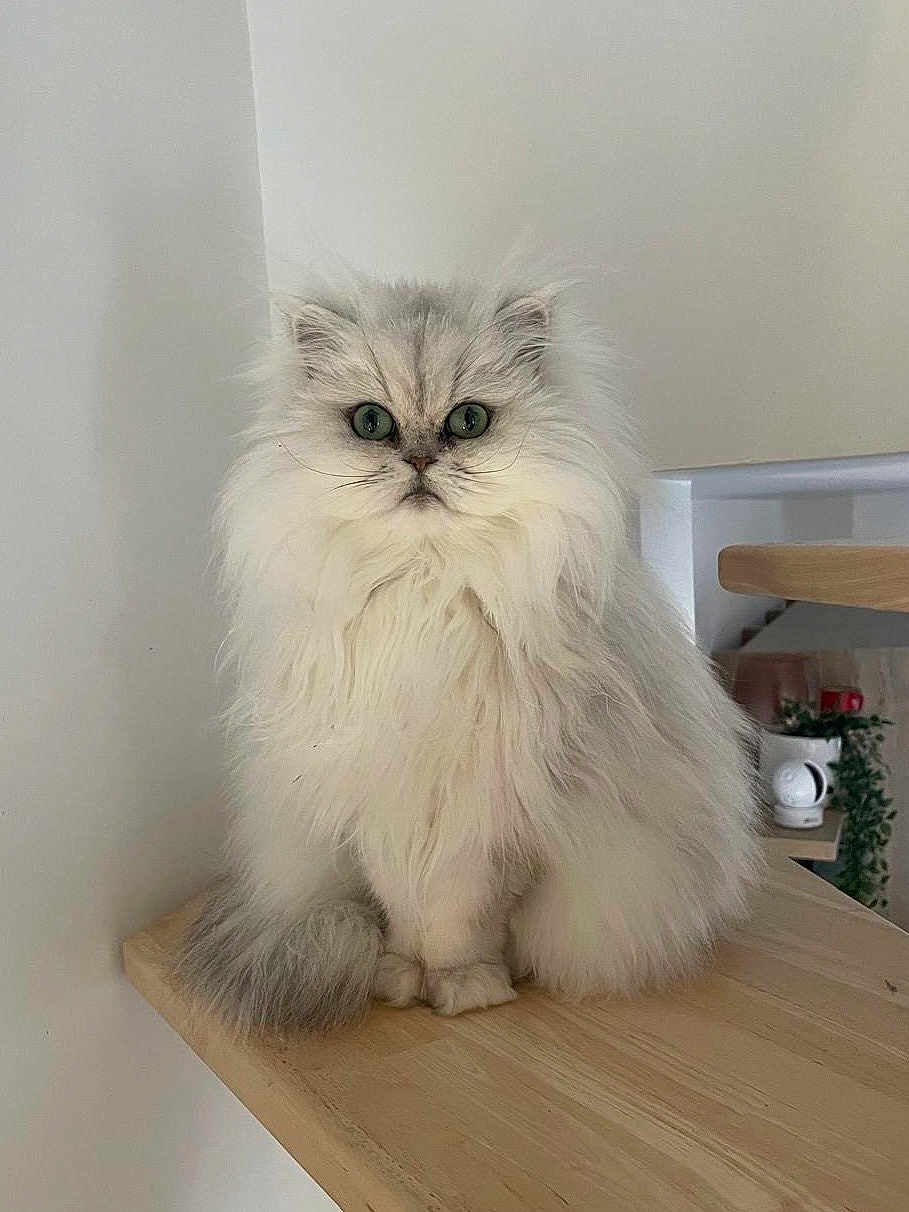 Blanca