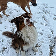 Neïko participe au concours pour gagner de l'argent avec cette photo : dog, snow, outdoor, animal, pet, fur, winter, white, brown, canine, playful, nature, cute, fluffy, cold, pawprints, background, mammal, two_dogs, blurred