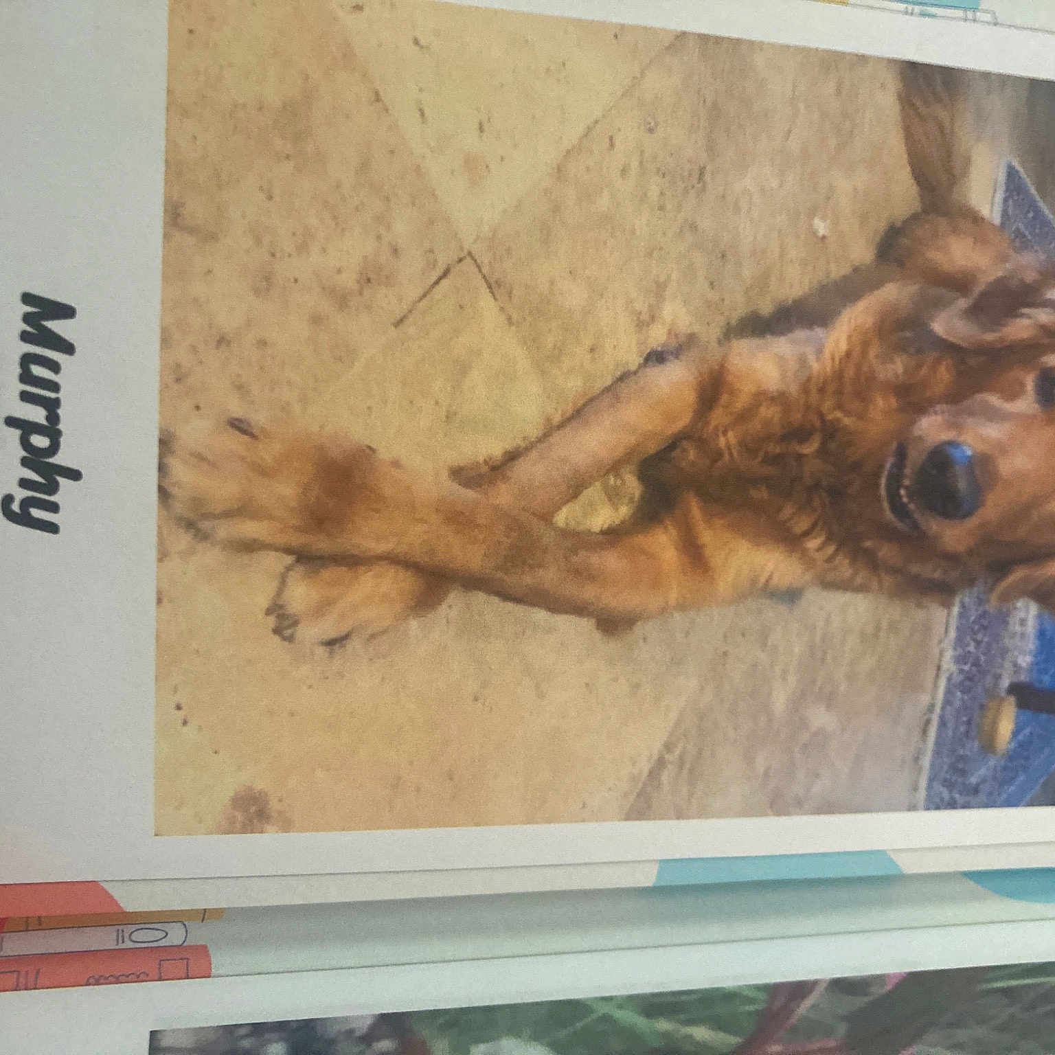 Murphy is registered to the contest to win money with this photo: art, canidae, carnivore, companion_dog, dog, dog_breed, fawn, font, guard_dog, liver, paper_product, paw, publication, sporting_group, terrestrial_animal, visual_arts, wildlife, wood, working_animal