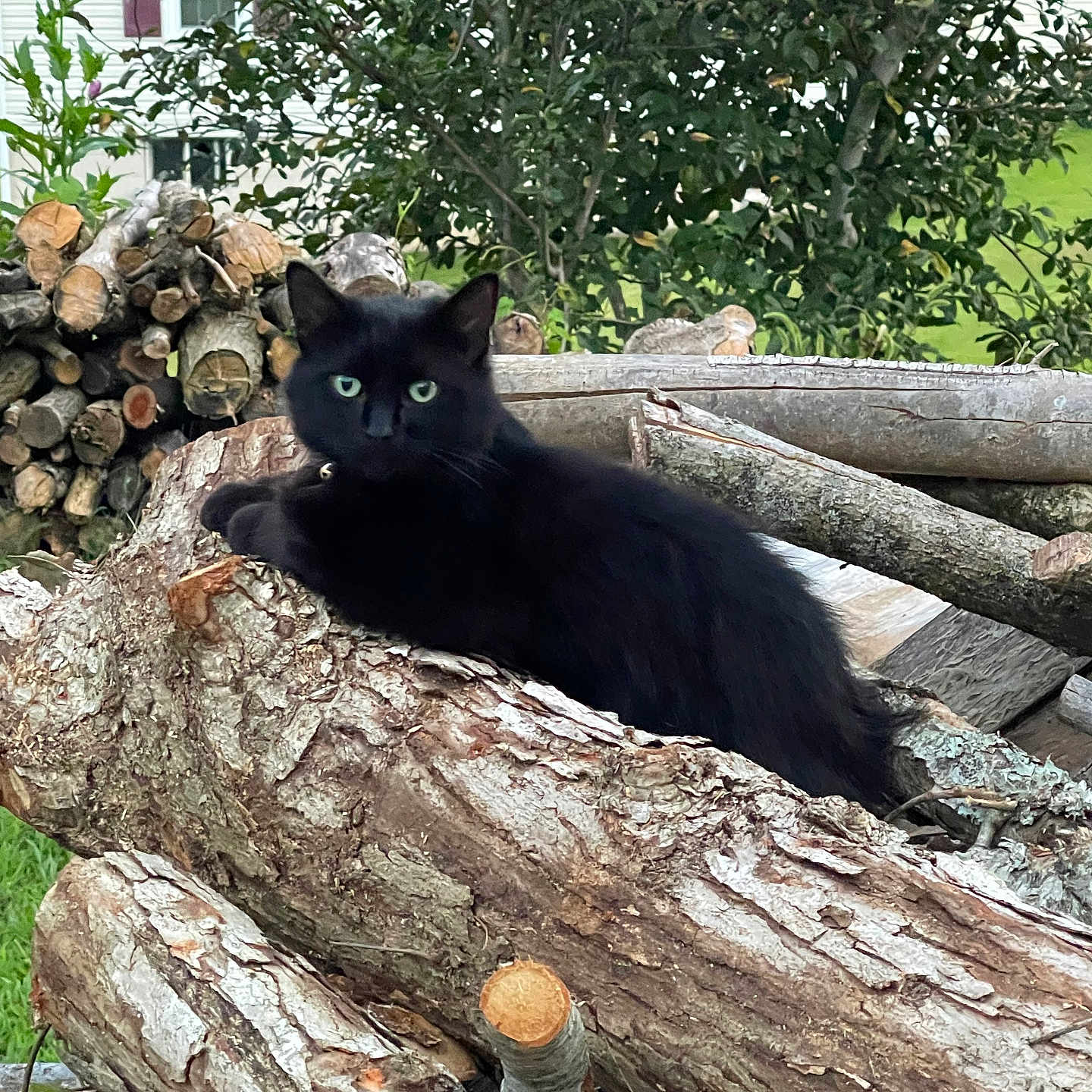 Binx joined the competition — help win amazing prizes! animal, black_cat, cat, closeup, domestic_cat, fur, green_eyes, house, leafy_background, logs, mammal, nature, outdoor, pet, relaxed, resting, tree, wildlife, wood, yard