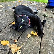 Maryjane joined the competition — help win amazing prizes! cat, black_cat, green_eyes, spiked_collar, wooden_deck, autumn_leaves, outdoor, grass, nature, pet, animal, relaxed, lying_down, fall, leaf, close_up, cute, feline, daylight, collar