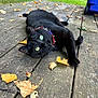 cat, black_cat, green_eyes, spiked_collar, wooden_deck, autumn_leaves, outdoor, grass, nature, pet, animal, relaxed, lying_down, fall, leaf, close_up, cute, feline, daylight, collar