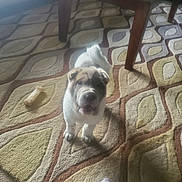 Maddie joined the competition — help win amazing prizes! animal, blanket, boxer, bulldog, canine, dog, frenchbulldog, furniture, homedecor, hound, indoors, interiordesign, pet, pitbull, pug, puppy, rug, table, whitedog, wood